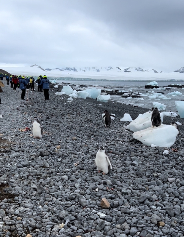 Many penguins